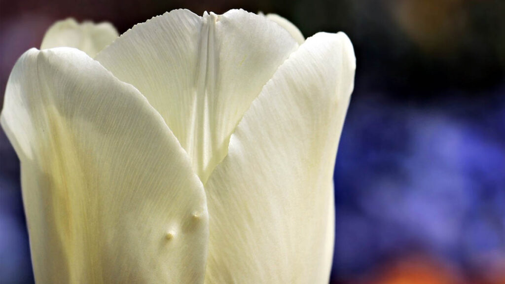 65 hinh nen hoa tulip didongviet