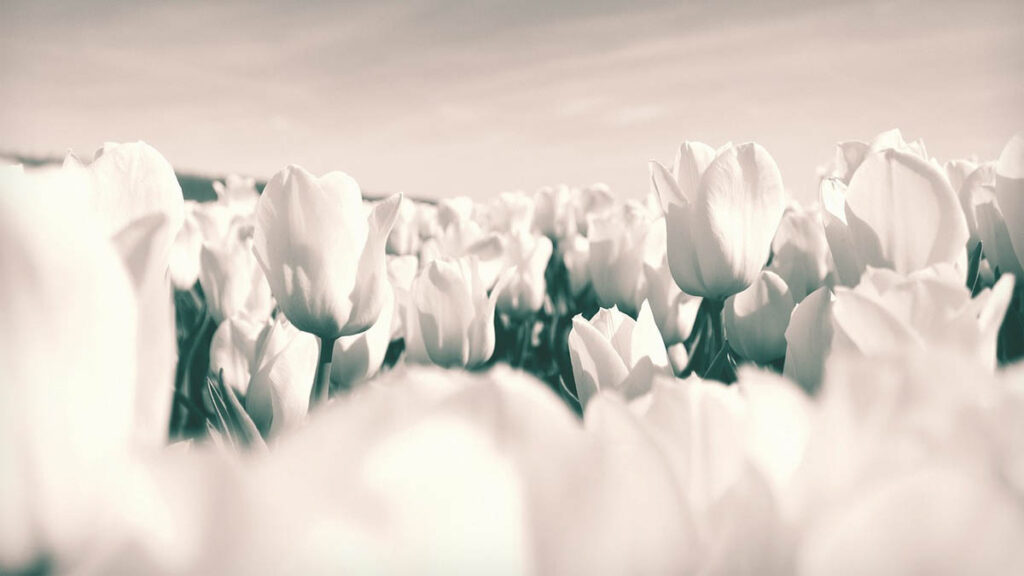 67 hinh nen hoa tulip didongviet