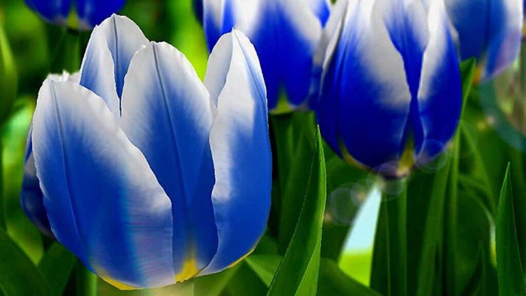 70 hinh nen hoa tulip didongviet