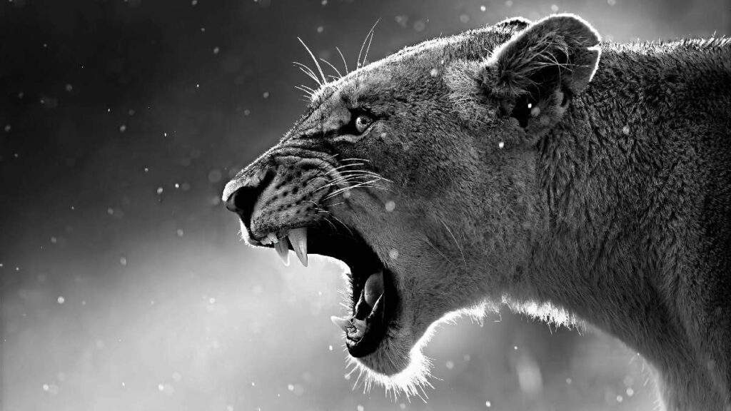 Hình nền sư tử đẹp dũng mãnh nhất - Lion Full HD | Xem tại: … | Flickr
