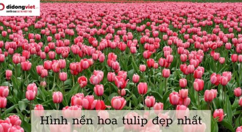 hình nền hoa tulip