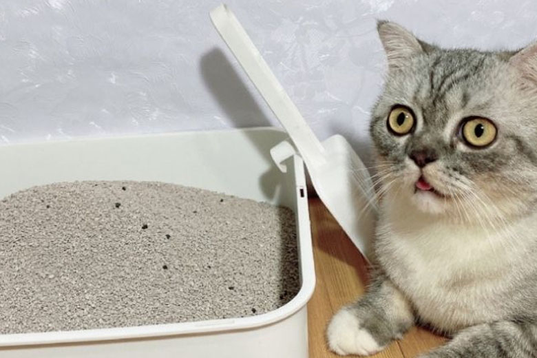 Sử dụng cát vệ sinh cho mèo là cách hút ẩm điện thoại tốt