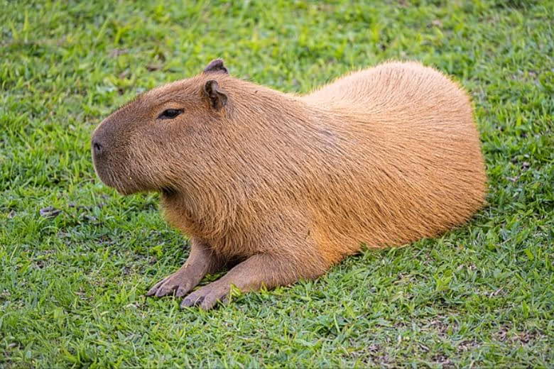 Capybara là gì
