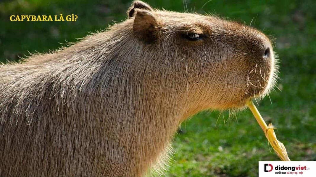 Capybara là gì