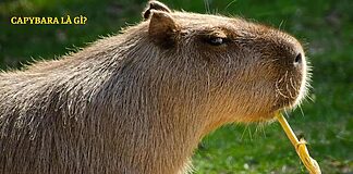 Capybara là gì