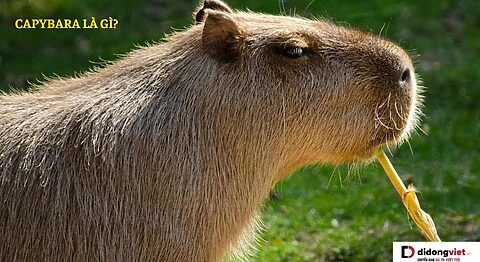 Capybara là gì