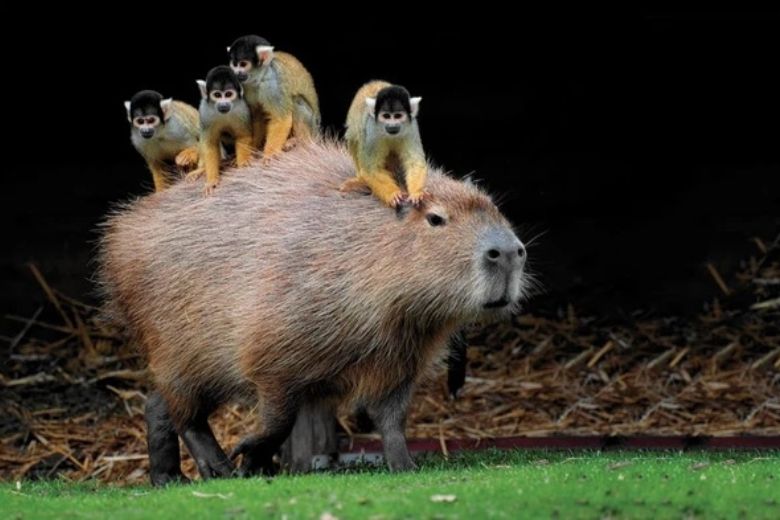 Capybara là gì
