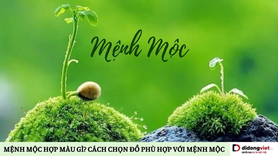 mệnh Mộc hợp màu gì