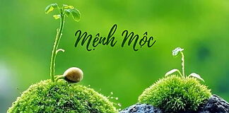 mệnh Mộc hợp màu gì