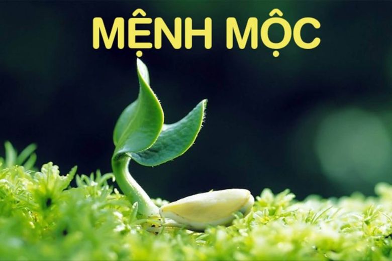 mệnh Mộc hợp màu gì 
