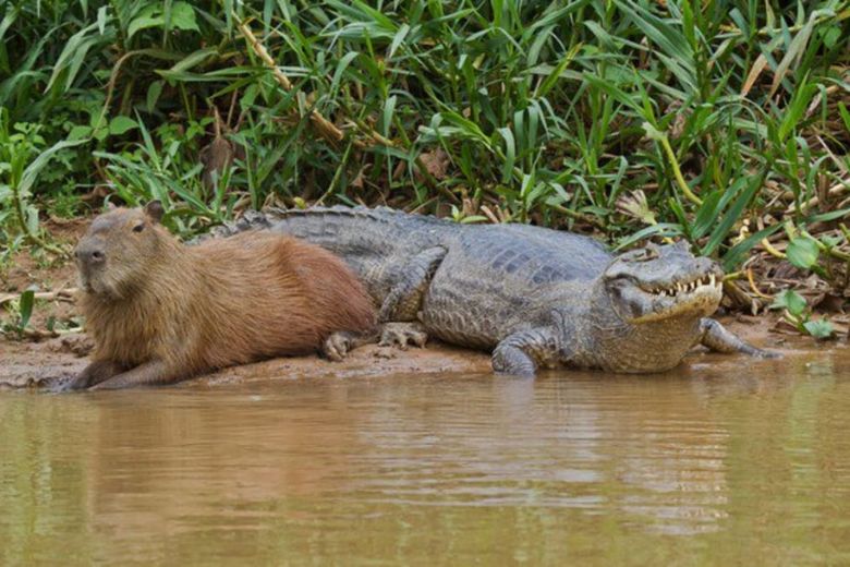 Capybara là gì
