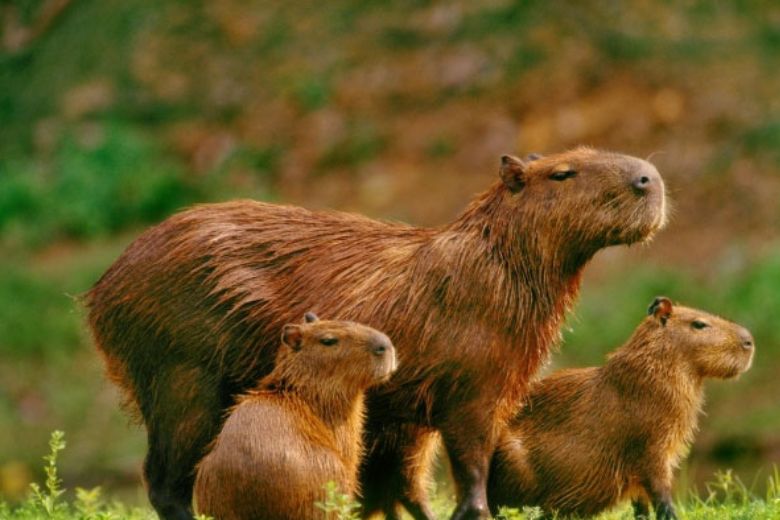 Capybara là gì
