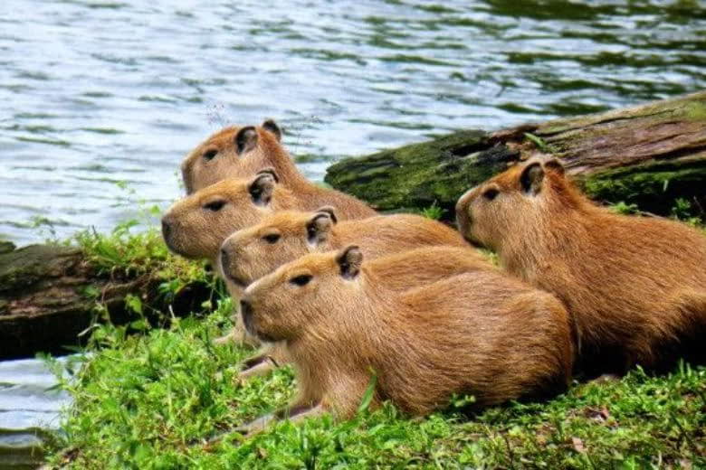 Capybara là gì
