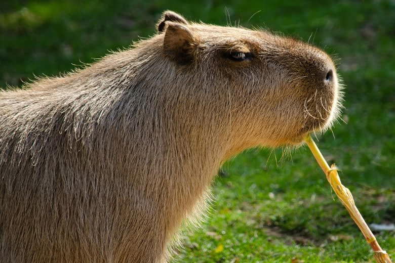 Capybara là gì
