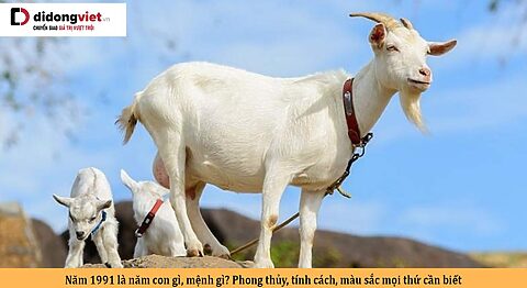 Năm 1991 là năm con gì, mệnh gì? Phong thủy, tính cách, màu sắc mọi thứ cần biết