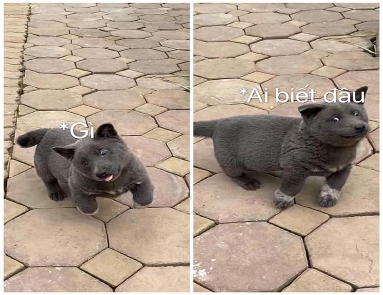 ha gi ai biet dau meme 12 didongivet