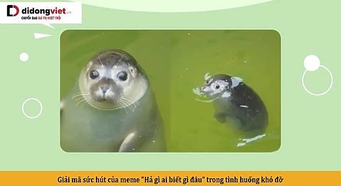 Giải mã sức hút của meme “Hả gì ai biết gì đâu” trong tình huống khó đỡ