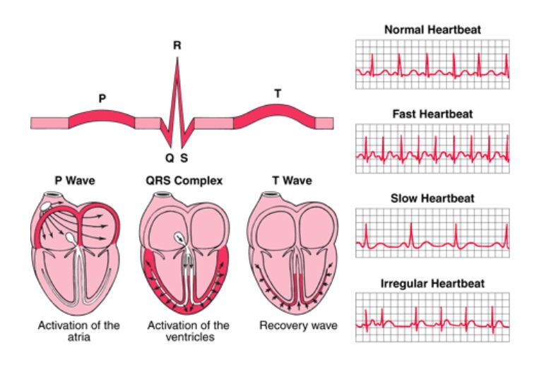 ecg là gì