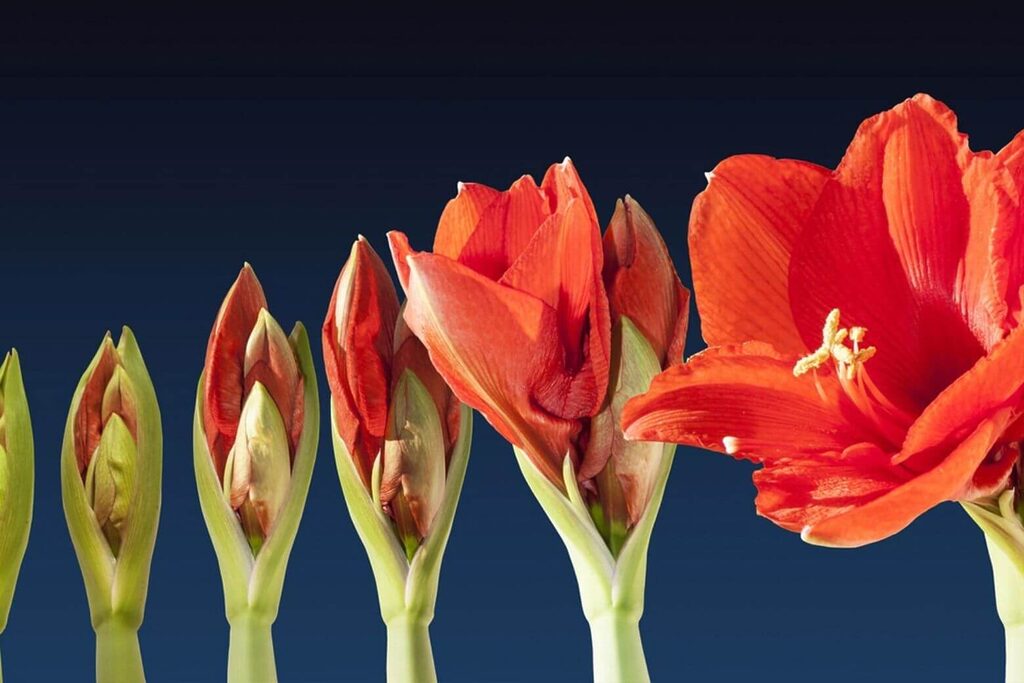 Ai Trên Chip 2026 Tự Động Khử Nhiễu Và Chống Nhấp Nháy Cho Timelapse Chuyên Nghiệp.