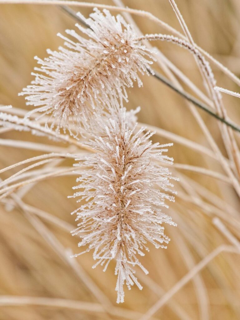 Top Hình nền iPad 4K đẹp nhất 2026 cho iPad Pro, iPad Air 142 Hình nền iPad các loại hoa