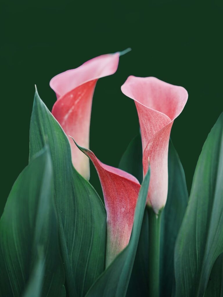 Top Hình nền iPad 4K đẹp nhất 2026 cho iPad Pro, iPad Air 143 Hình nền iPad các loại hoa