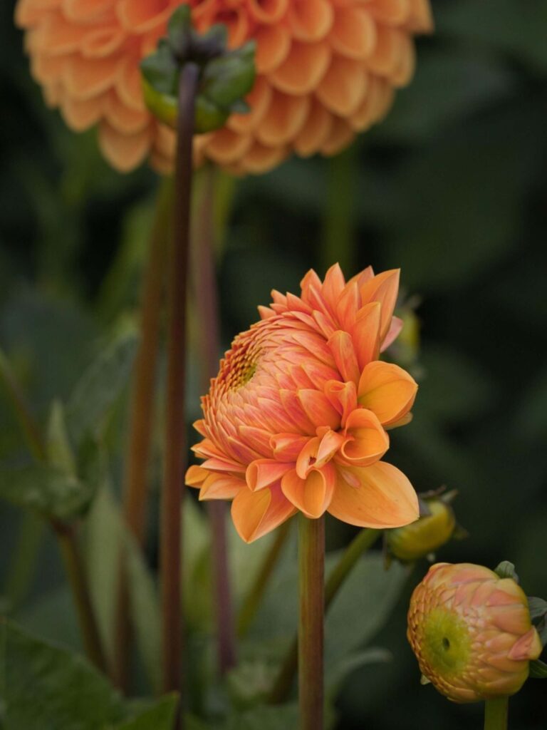 Top Hình nền iPad 4K đẹp nhất 2026 cho iPad Pro, iPad Air 144 Hình nền iPad các loại hoa