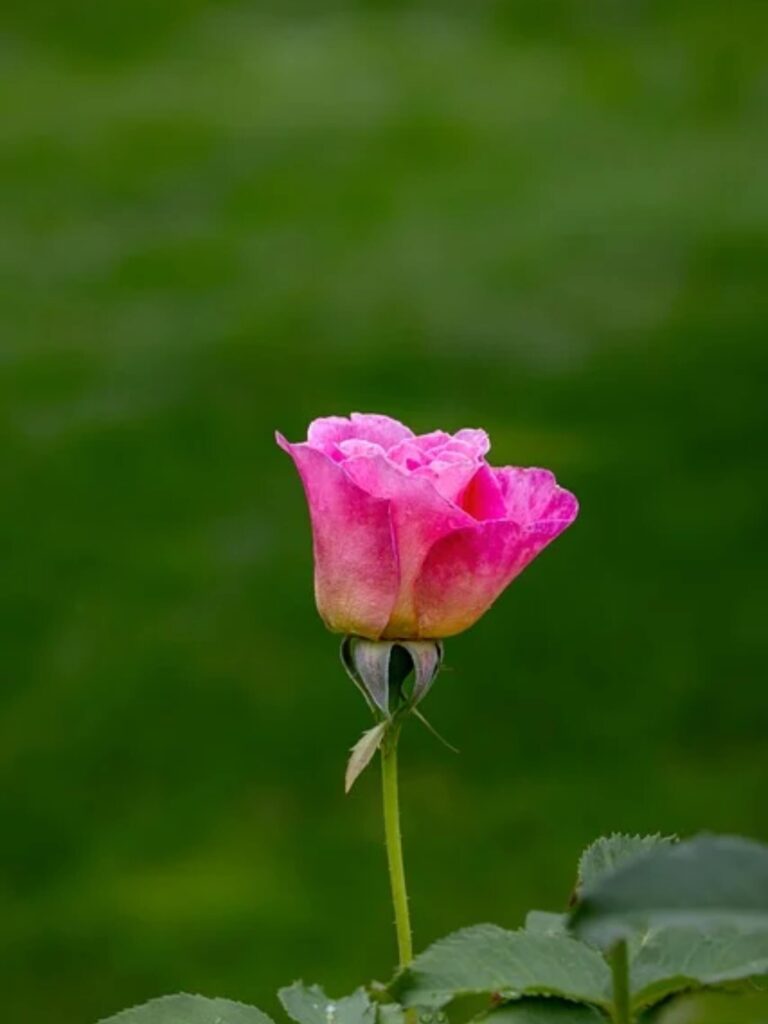 Top Hình nền iPad 4K đẹp nhất 2026 cho iPad Pro, iPad Air 145 Hình nền iPad các loại hoa