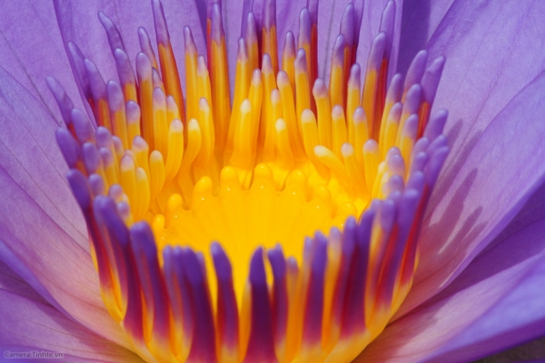 Lens Macro là gì? Sự thật về camera chụp cận cảnh trên điện thoại 6 ảnh chụp bởi camera macro trên điện thoại